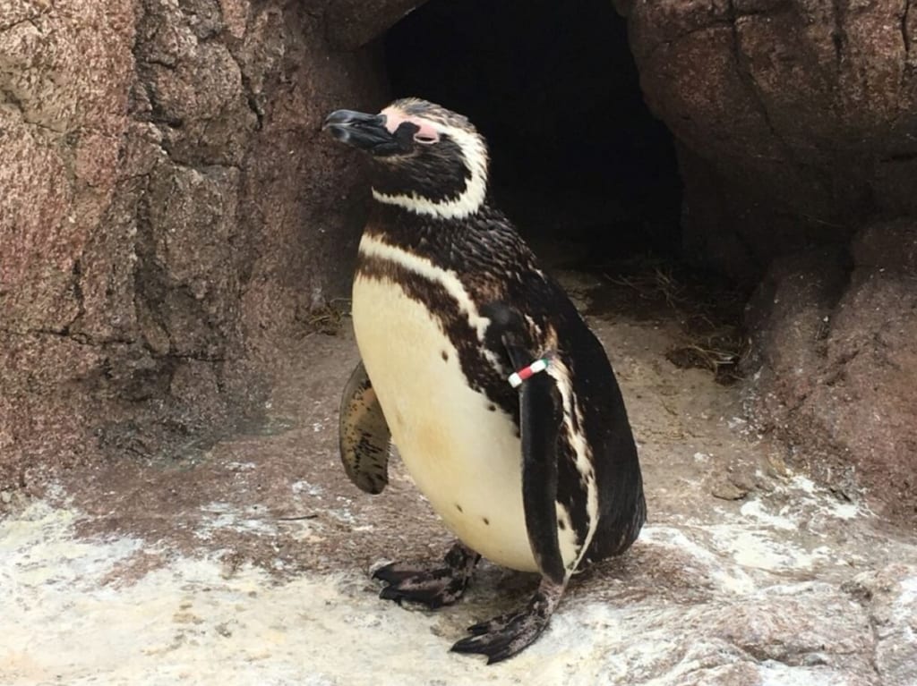 うみがたりペンギン