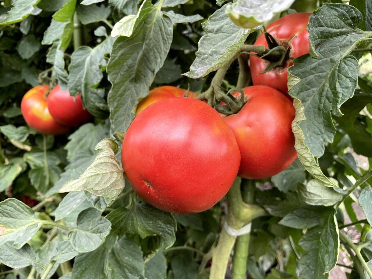 大洞原トマト