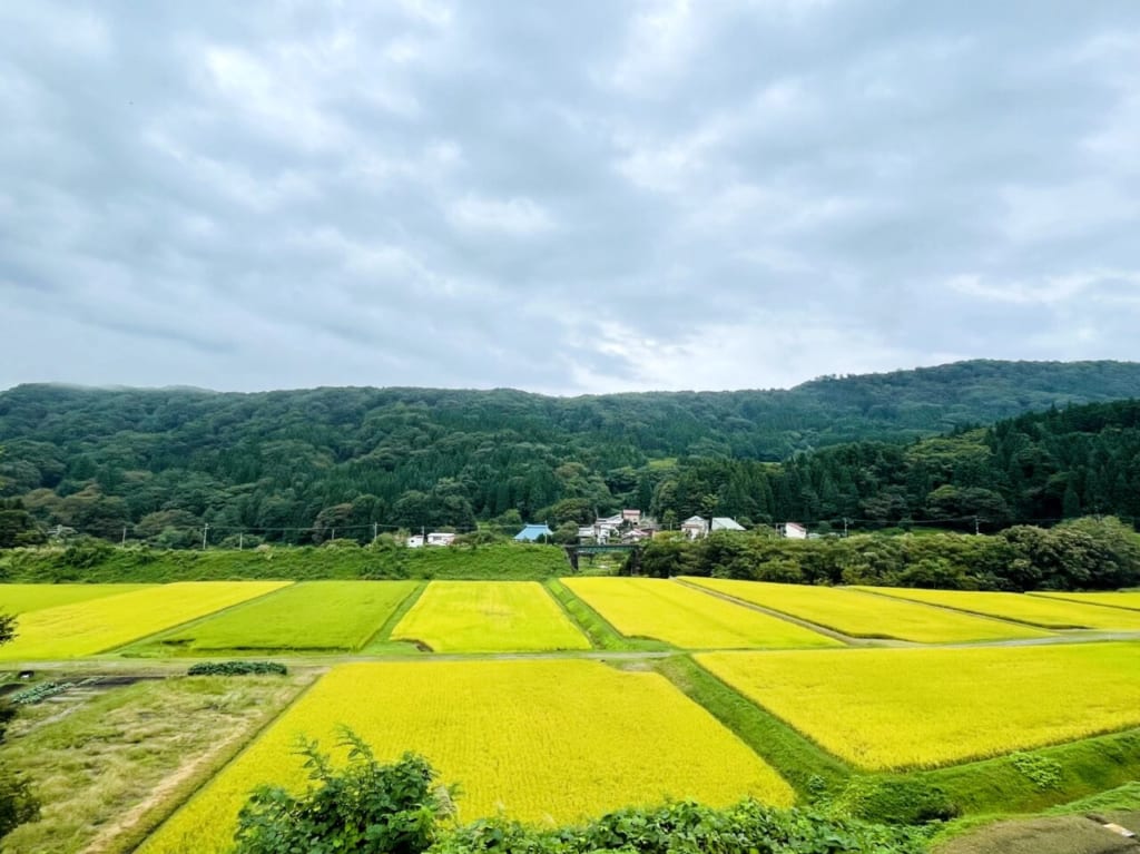 田んぼ