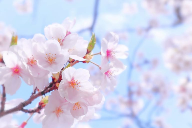 桜　イメージ