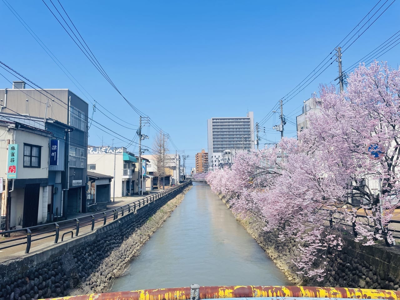 儀明川の桜