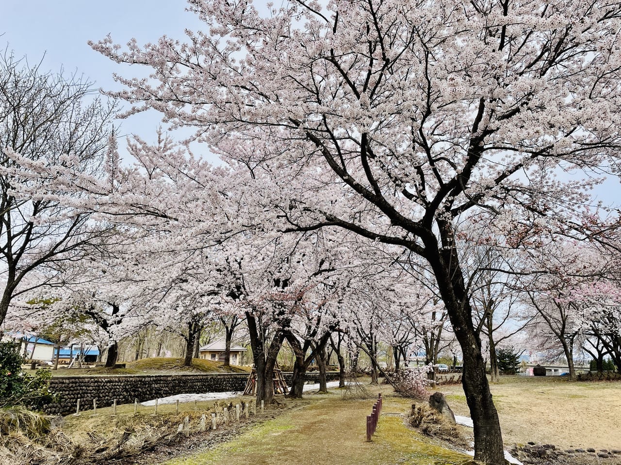 中郷　泉縄文公園の桜