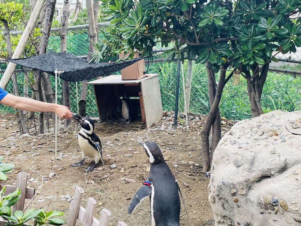 うみがたりのマゼランペンギンひなの様子