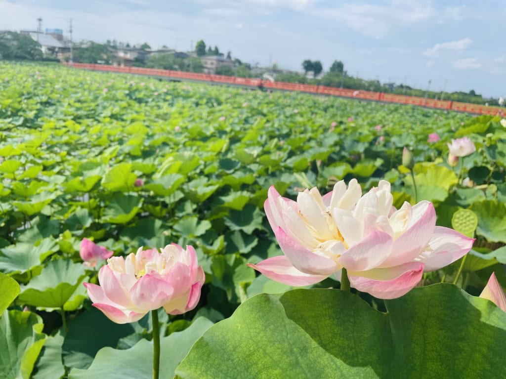 2022高田城址公園の蓮