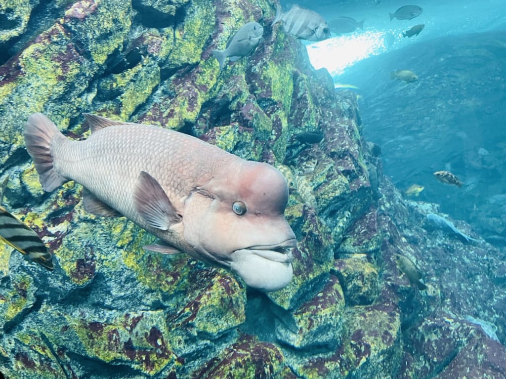 うみがたりの魚