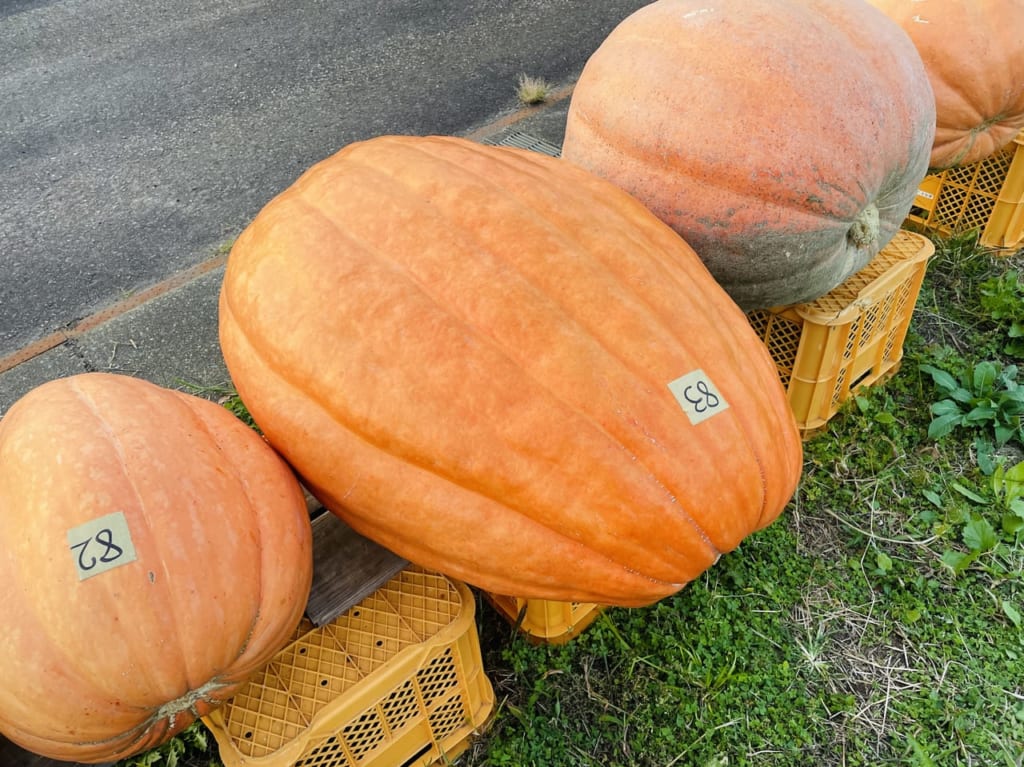 妙高山麓直売センターとまとハロウィン