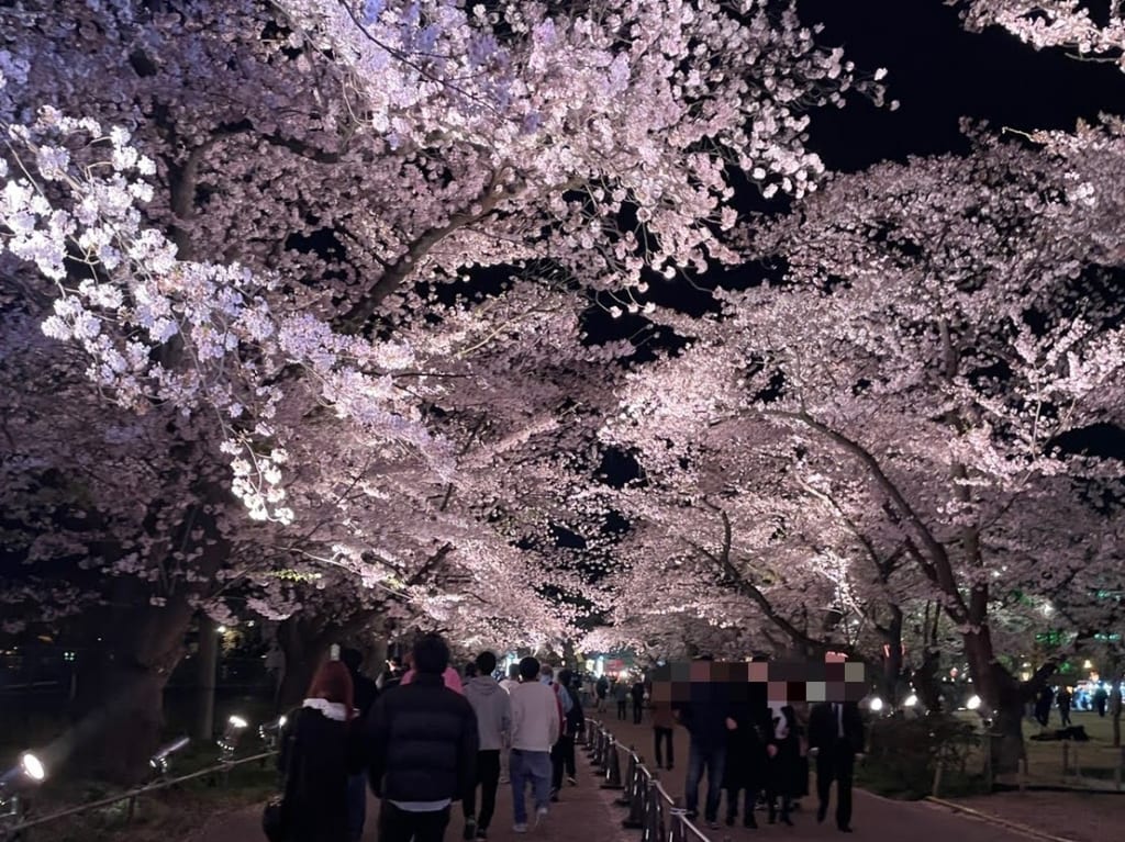 高田城址公園の桜
