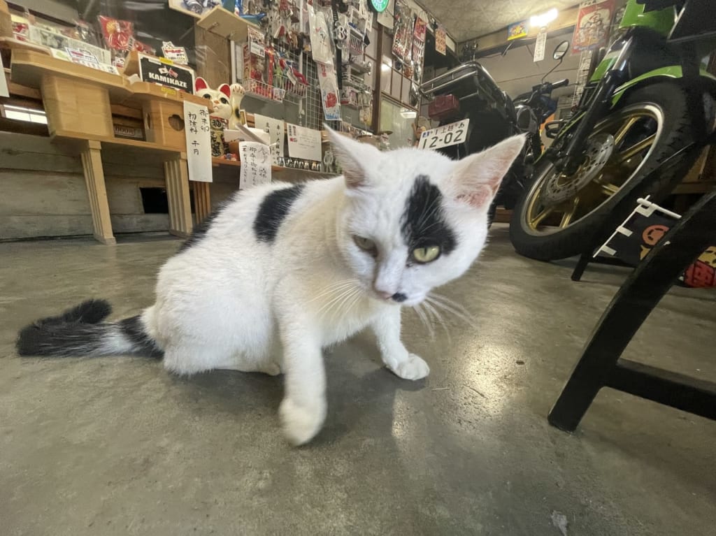 風巻神社の猫ちょろみ