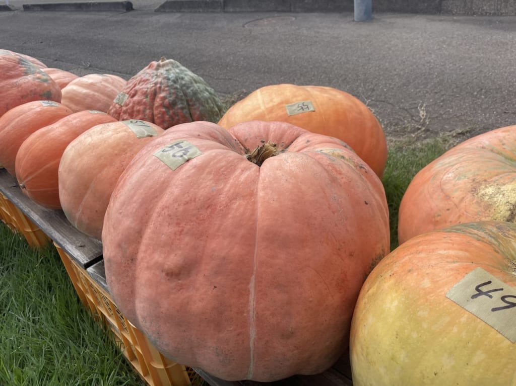 妙高山麓直売センターとまとのハロウィンかぼちゃ