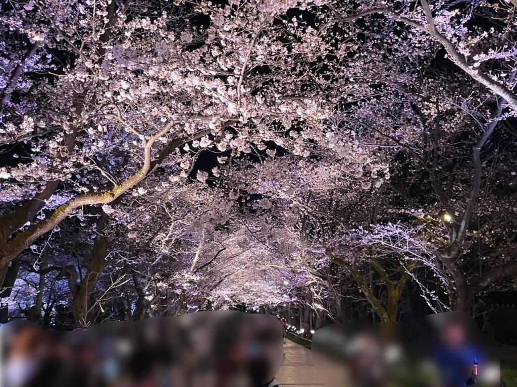 第99回 高田城址公園観桜会