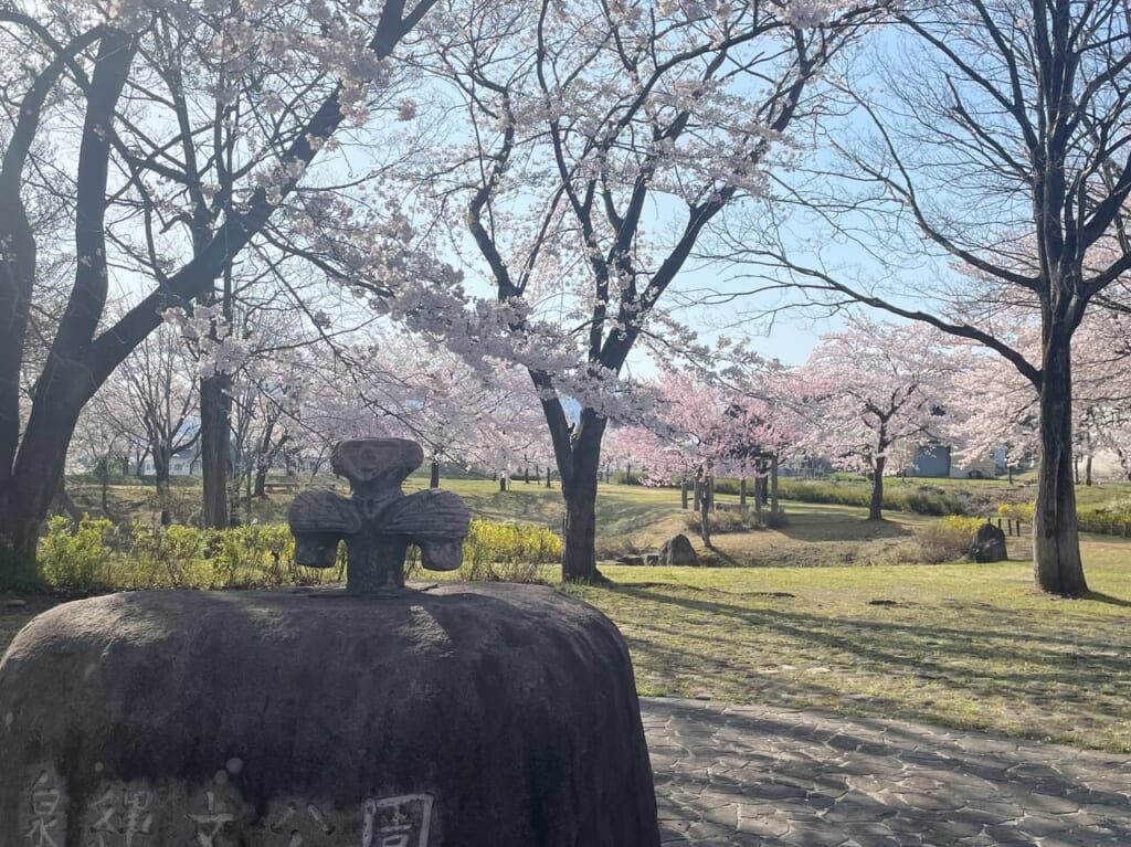 泉縄文公園の桜