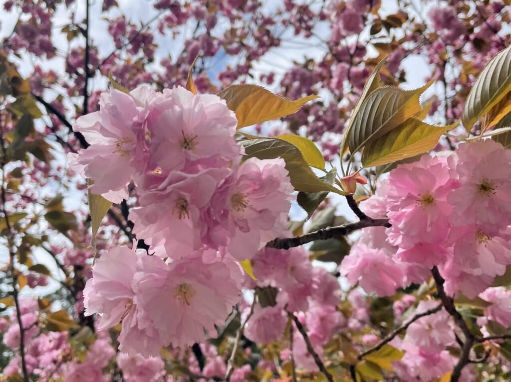 居多神社の八重桜