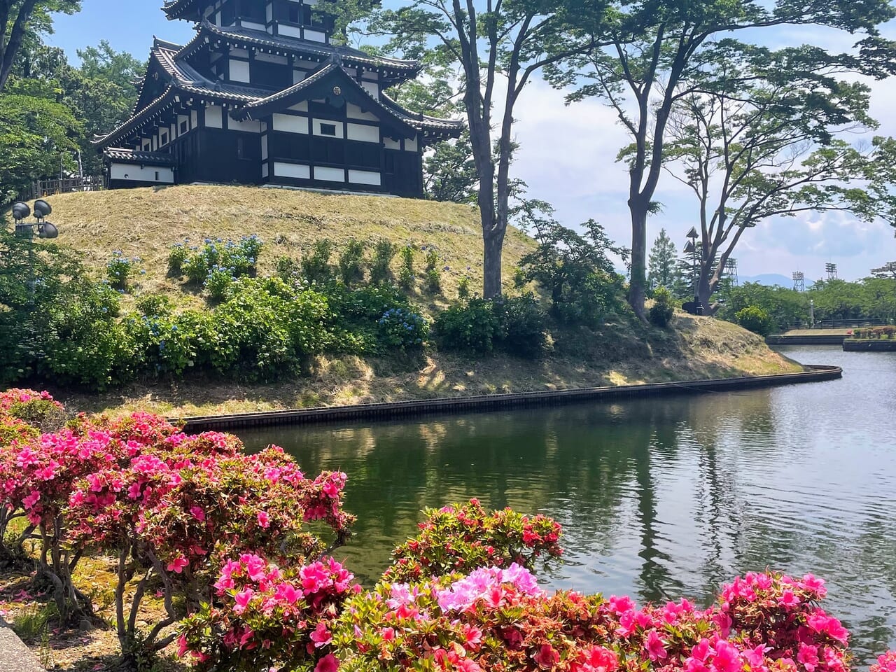 高田城址公園のツツジ（2024年6月13日撮影）