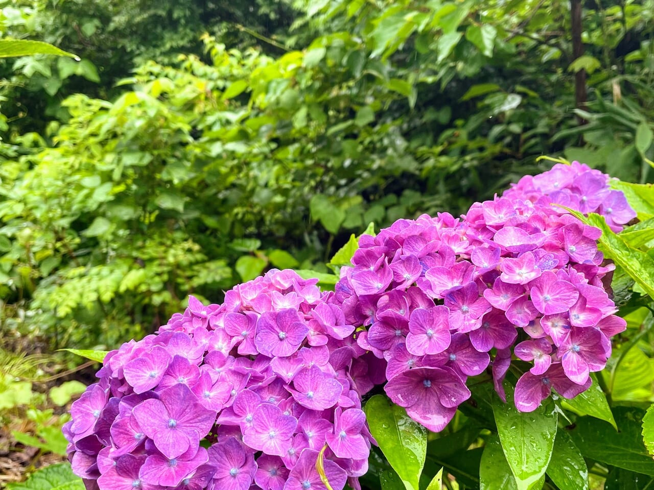 正善寺ダムのあじさい
