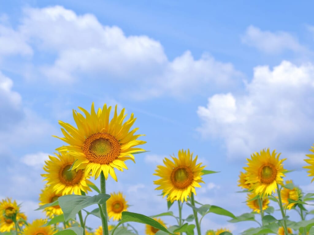 梅雨明けの夏　イメージ