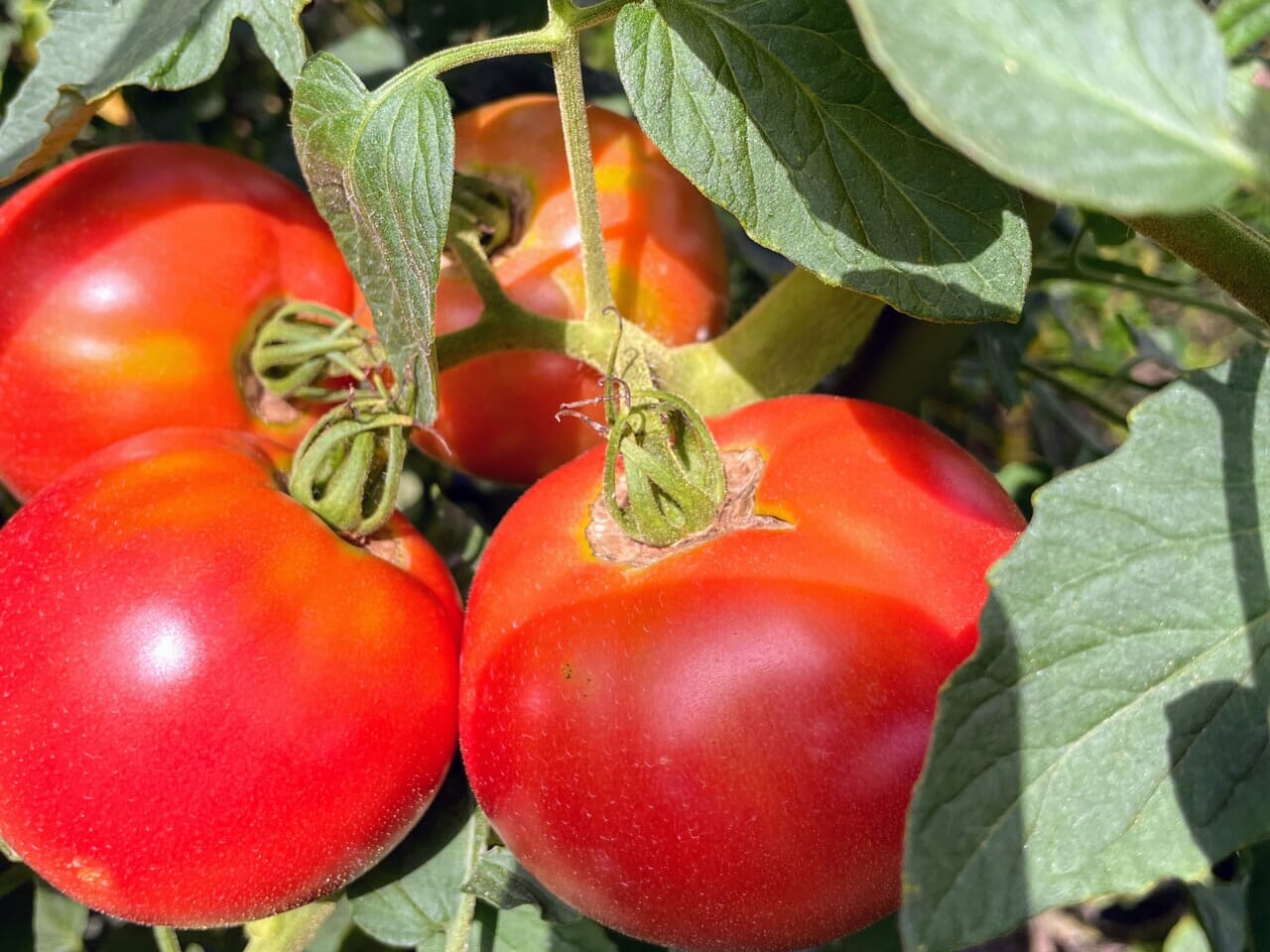 tomato