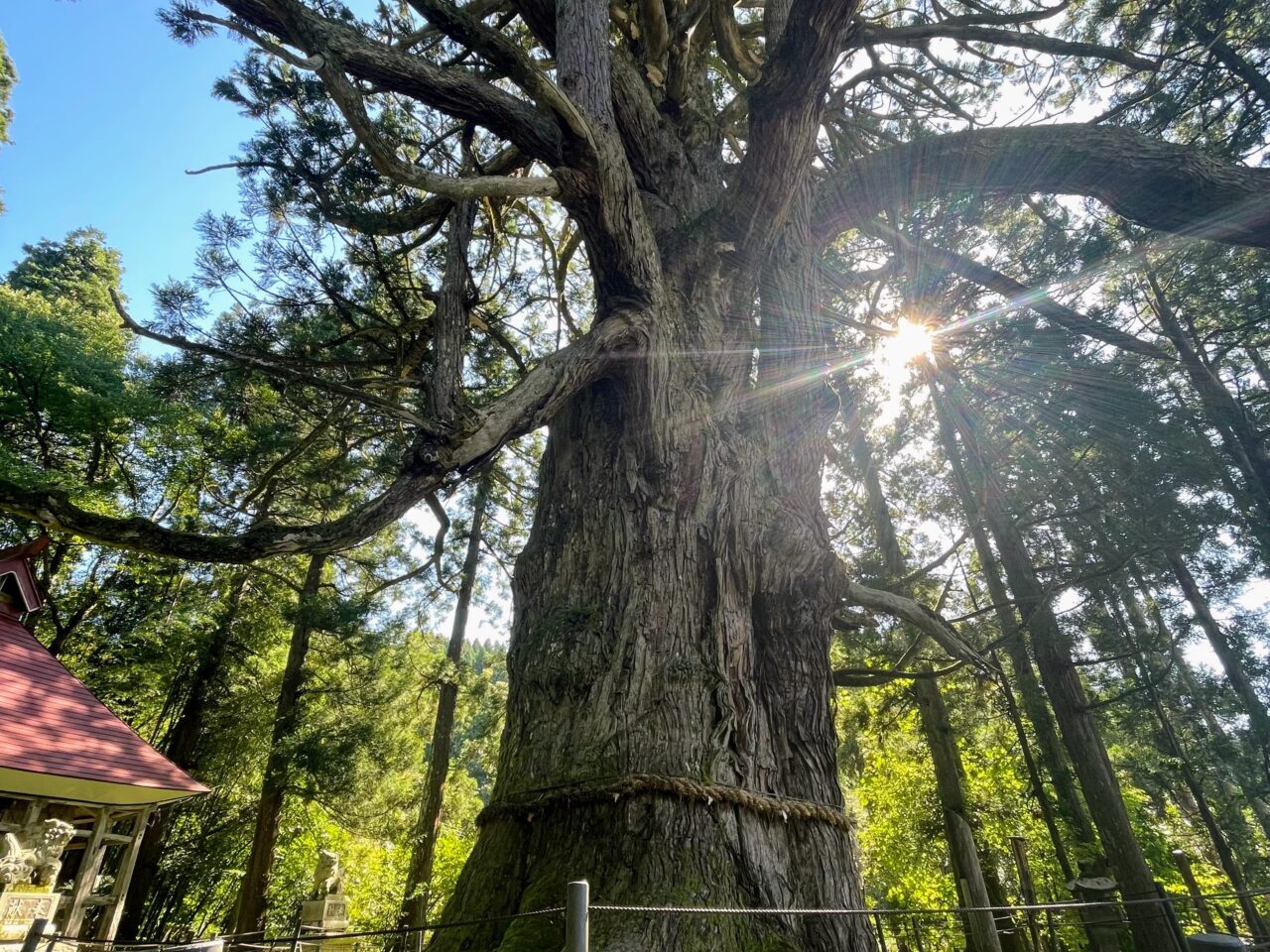 虫川の大スギ