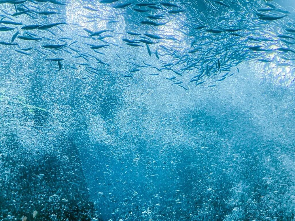 上越市立水族博物館うみがたりの舞鰯シャイニリュージョン～Japanese Snow Dome～