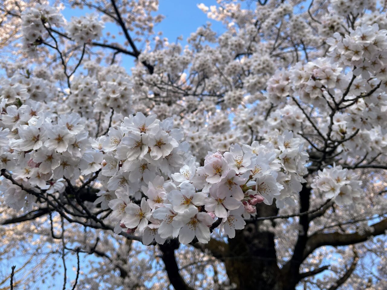 経塚山公園の桜