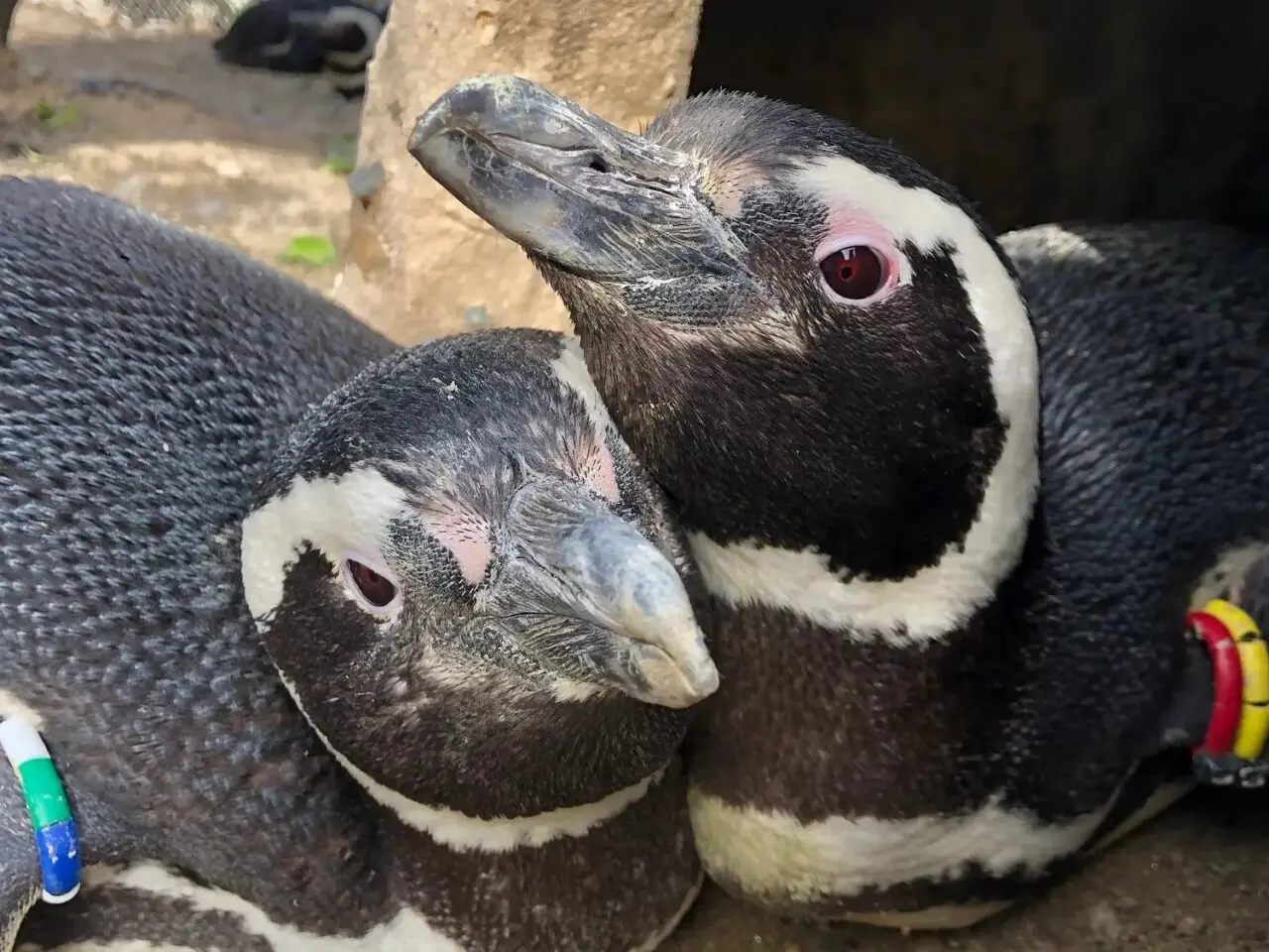 うみがたり生まれのペンギンたち～ヒナ誕生ものがたり～