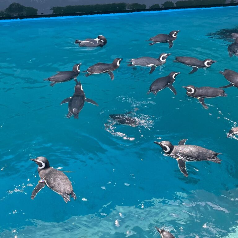 うみがたりのマゼランペンギン