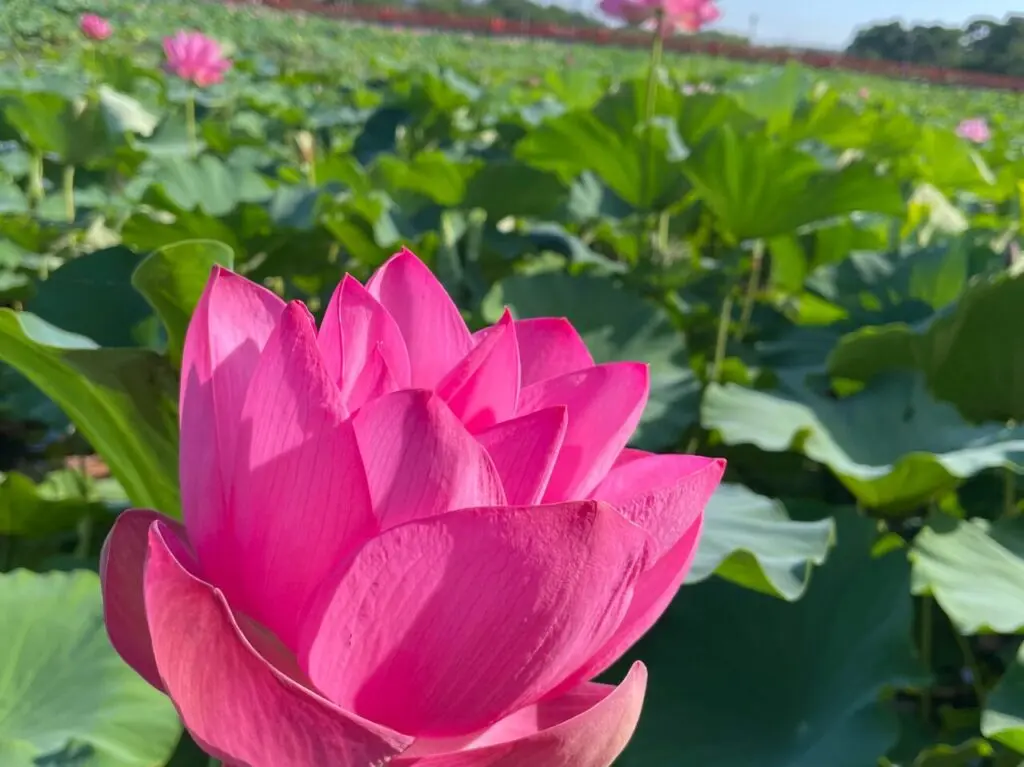 第46回 高田城址公園観蓮会