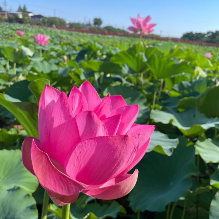 第46回 高田城址公園観蓮会