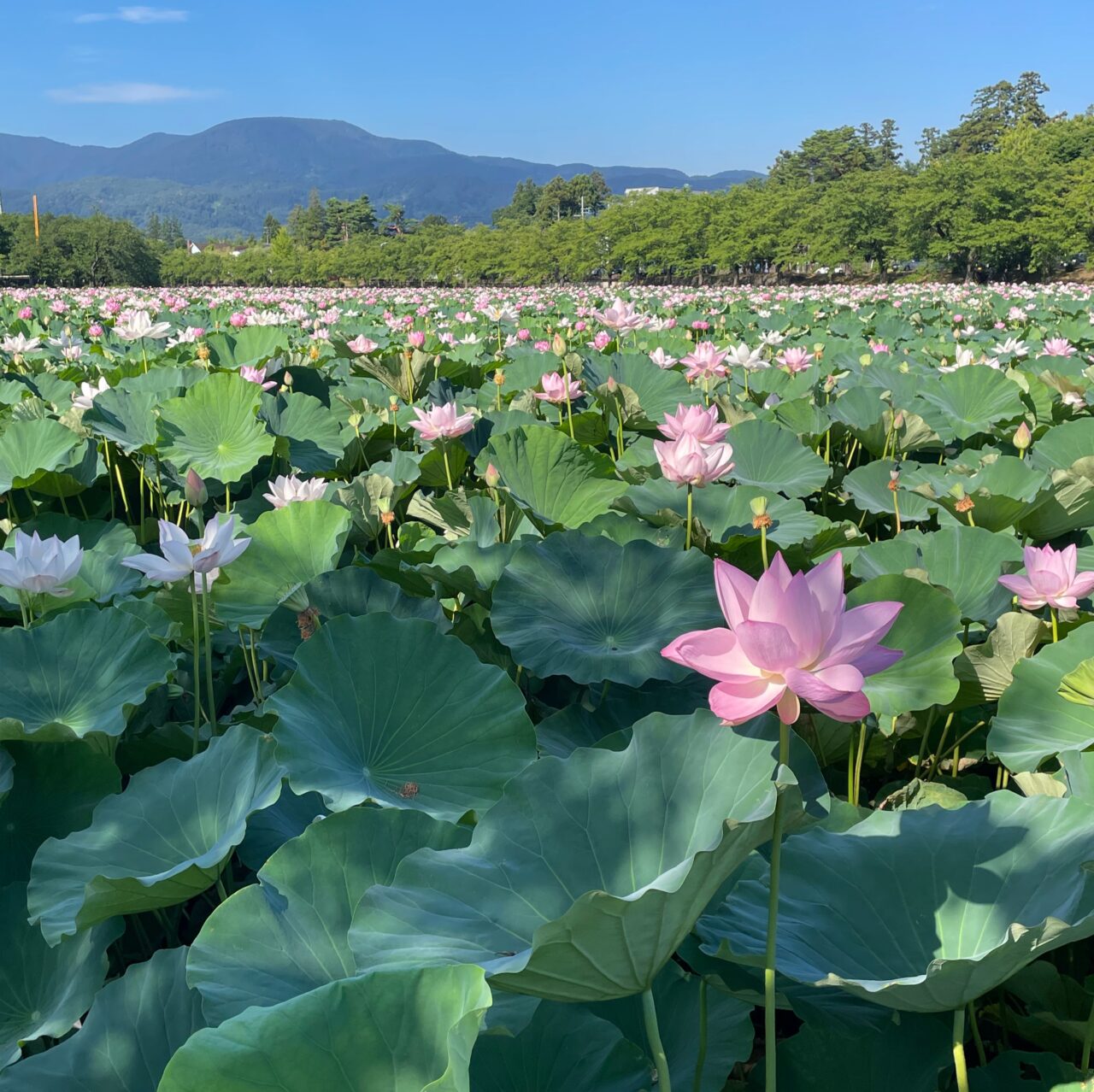 第46回 高田城址公園観蓮会