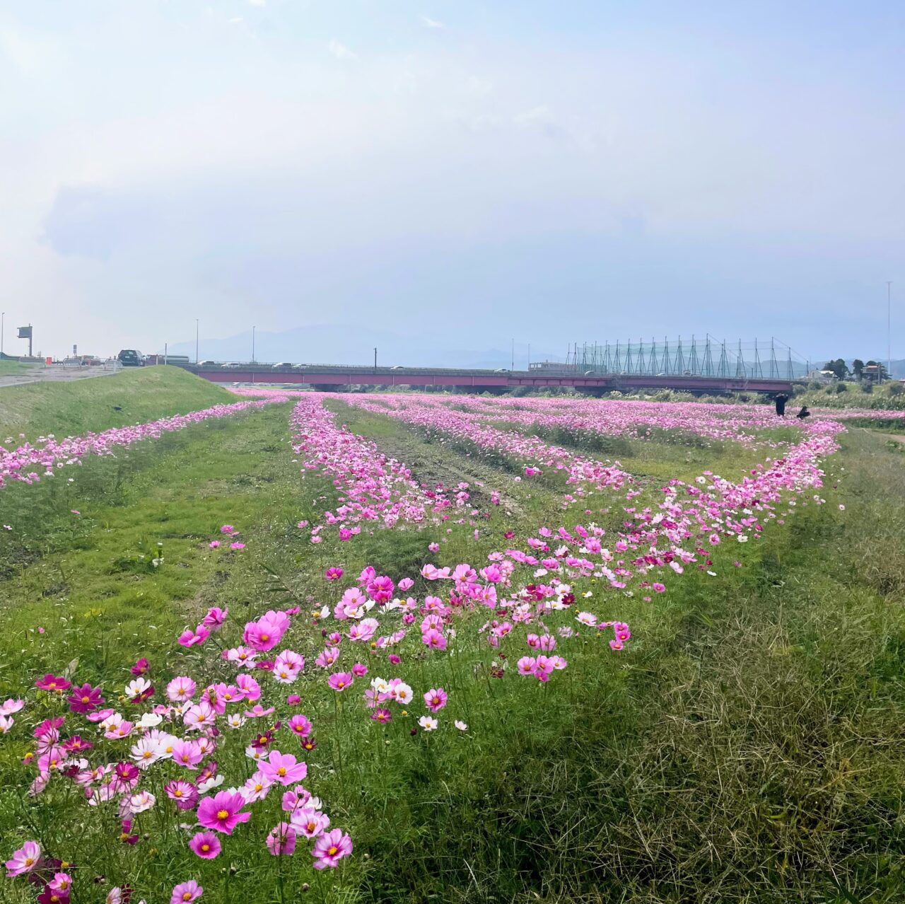 関川大橋下の河川敷に咲くコスモス