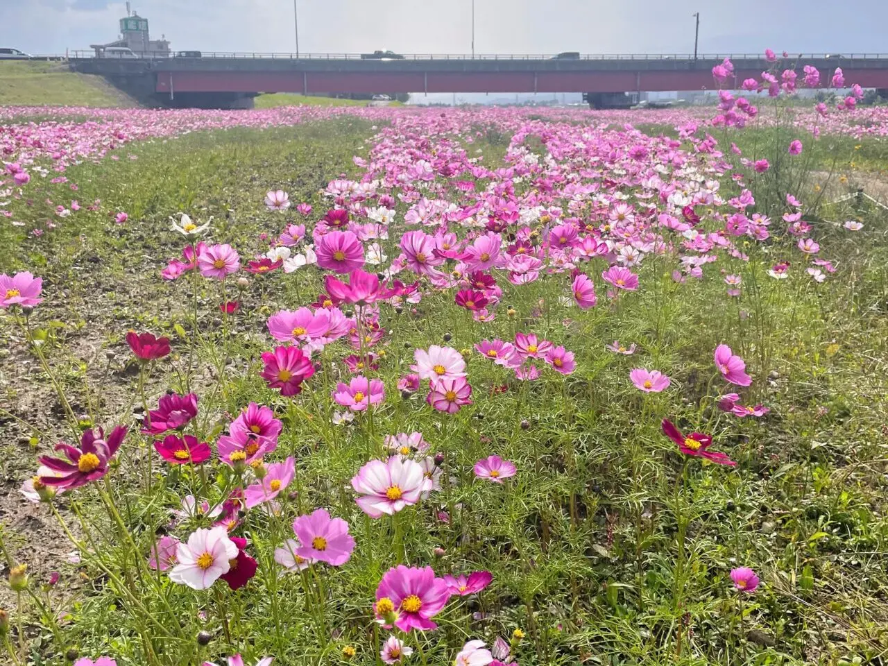 関川大橋下の河川敷に咲くコスモス