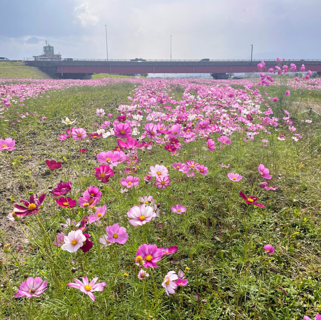 関川大橋下の河川敷に咲くコスモス