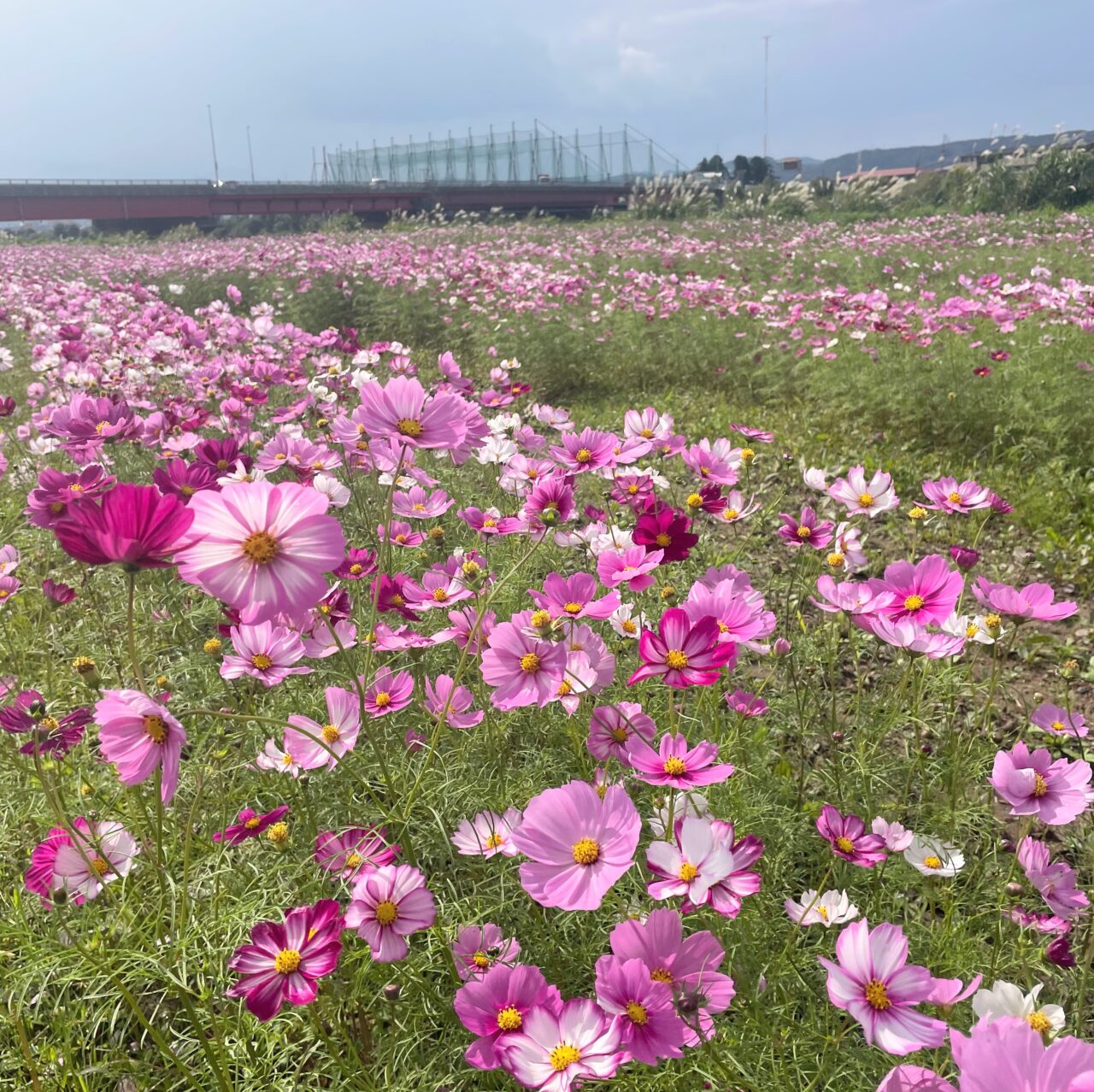 関川大橋下の河川敷に咲くコスモス