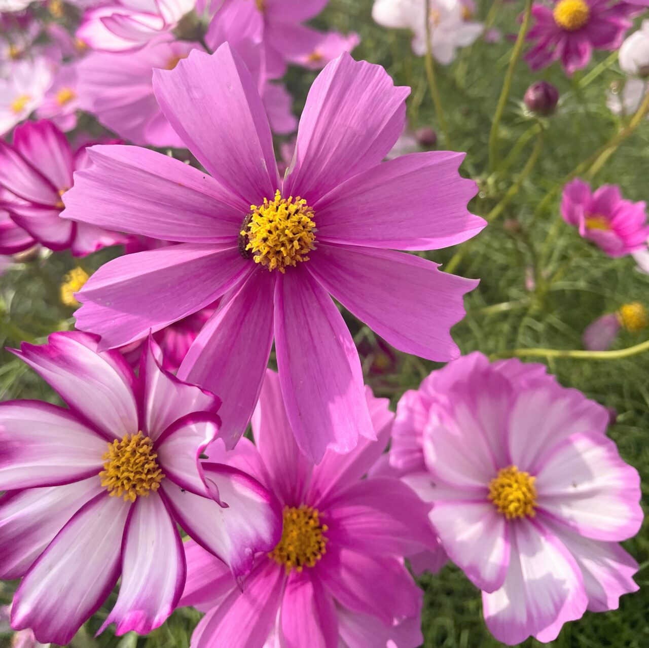 関川大橋下の河川敷に咲くコスモス