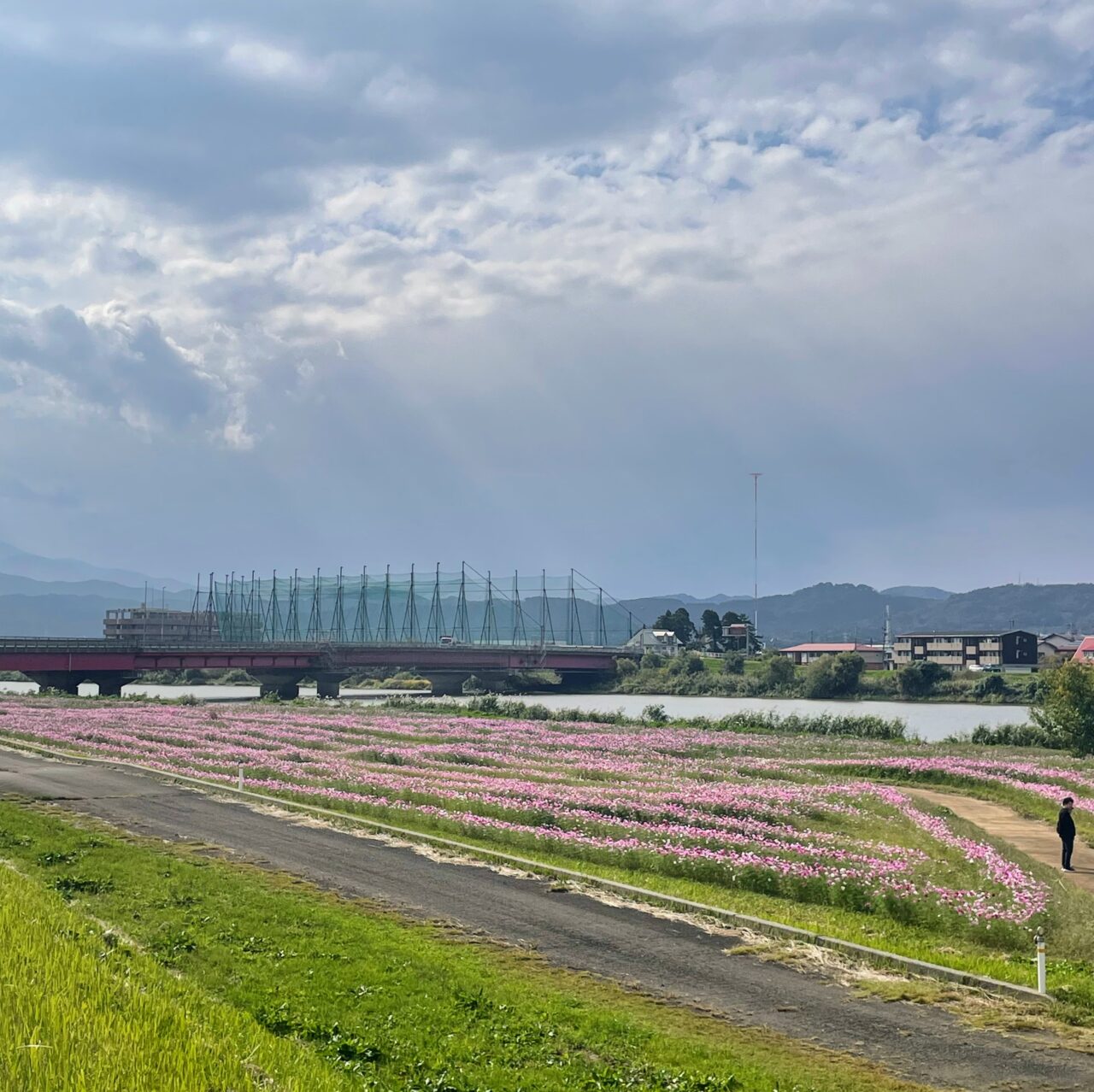 関川大橋下の河川敷に咲くコスモス