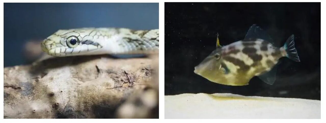 うみがたりのお正月 2026の干支水槽展示