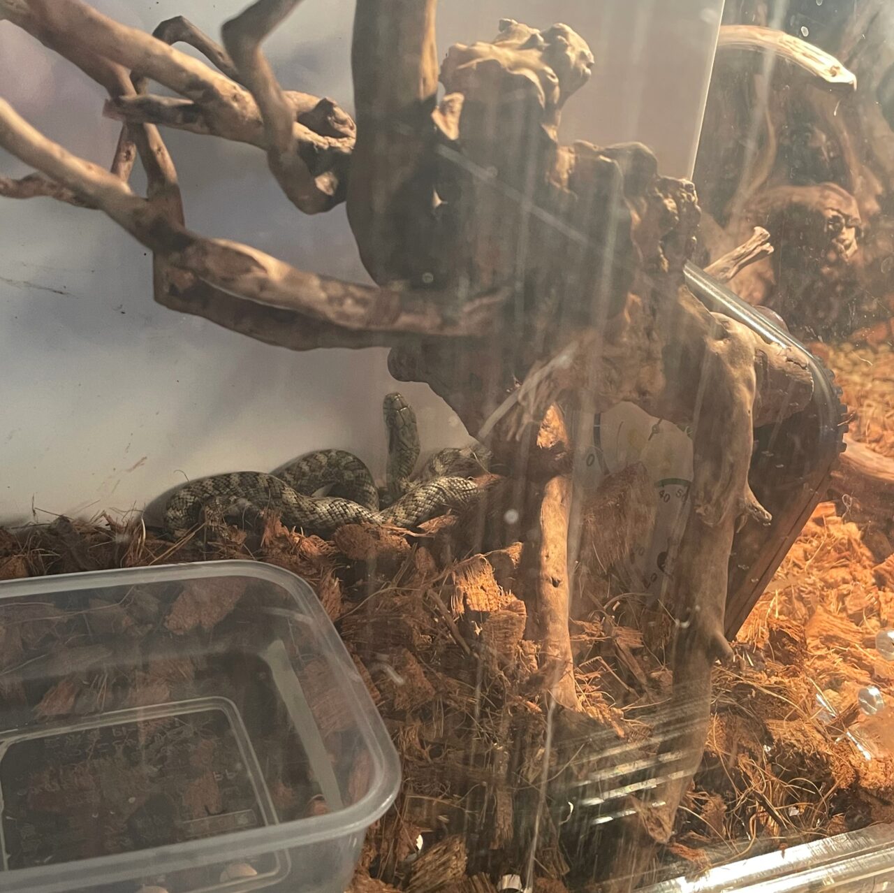 うみがたりの干支水槽展示