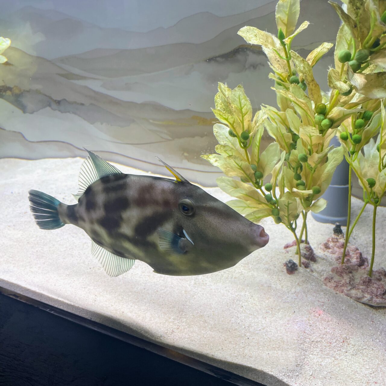 うみがたりの干支水槽展示