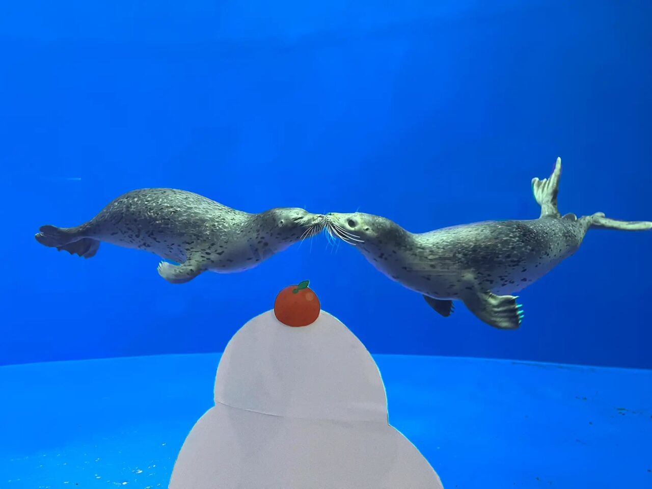 上越市立水族博物館うみがたり「アザラシのおはなし」