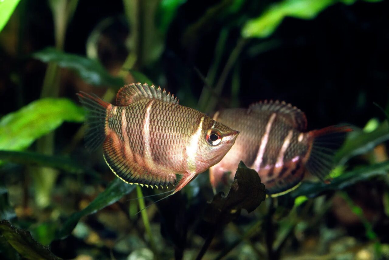 上越市立水族博物館うみがたり「ハートフルウィンター2026」