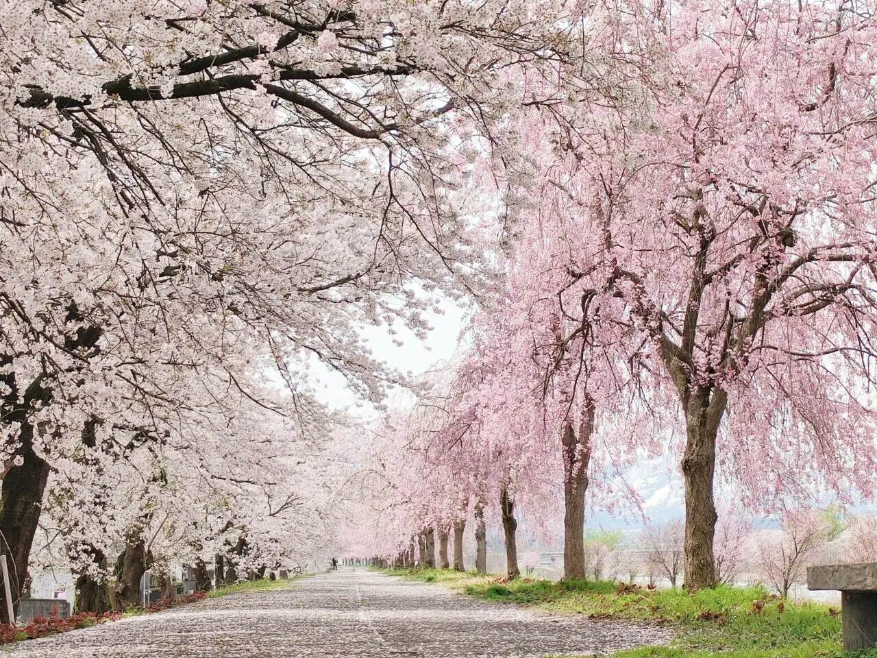 はねうま大橋の桜トンネル