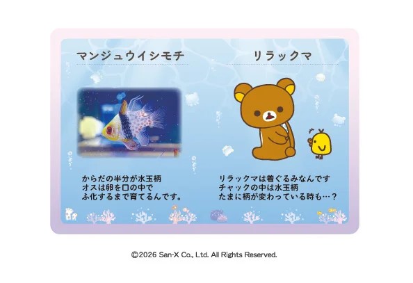 上越市立水族博物館うみがたりにて“リラックマと水族館のコラボイベント”が全国初開催