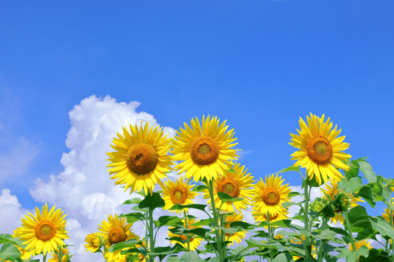 夏 イメージ
