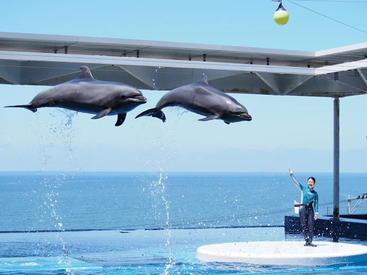 恋がたりナイト~夜の水族館まるごと出会いの舞台~