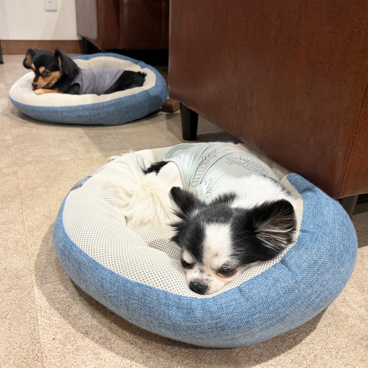 愛犬と過ごせるカフェ「Cafel(カフェル)」で秋限定の濃厚かぼちゃプリンが登場