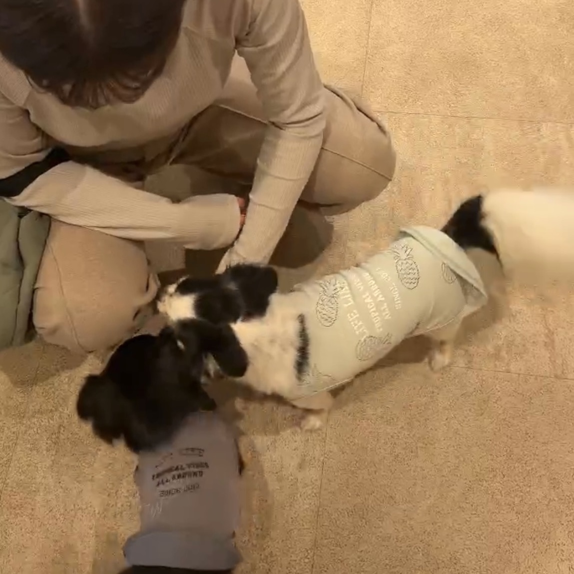 愛犬と過ごせるカフェ「Cafel(カフェル)」で秋限定の濃厚かぼちゃプリンが登場
